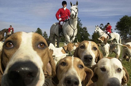 fox hounds